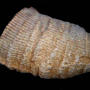 Morocco Devonian Age Rugose Horn Coral 16 | Fossils for Sale Genuine Devonian Age Rugose Horn Coral Fossils for Sale from Morocco #16