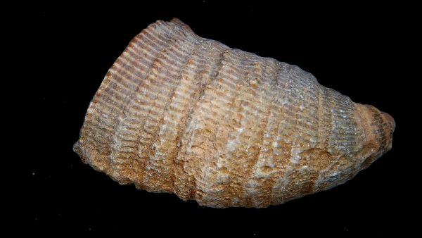 Morocco Devonian Age Rugose Horn Coral 16 | Fossils for Sale Genuine Devonian Age Rugose Horn Coral Fossils for Sale from Morocco #16