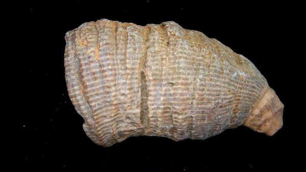 Morocco Devonian Age Rugose Horn Coral 16a | Fossils for Sale Genuine Devonian Age Rugose Horn Coral Fossils for Sale from Morocco #16a