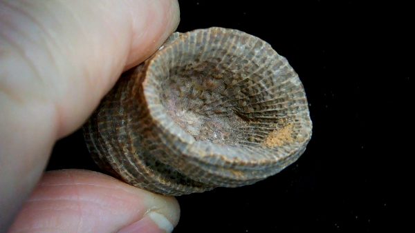 Morocco Devonian Age Rugose Horn Coral 16b | Fossils for Sale Genuine Devonian Age Rugose Horn Coral Fossils for Sale from Morocco #16b