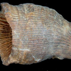 Morocco Devonian Age Rugose Horn Coral 17 | Fossils for Sale Genuine Devonian Age Rugose Horn Coral Fossils for Sale from Morocco #17