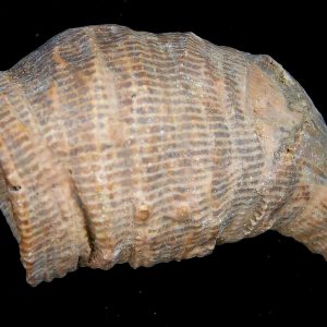 Morocco Devonian Age Rugose Horn Coral 18 | Fossils for Sale Genuine Devonian Age Rugose Horn Coral Fossils for Sale from Morocco #18