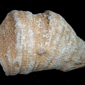 Morocco Devonian Age Rugose Horn Coral 19 | Fossils for Sale Genuine Devonian Age Rugose Horn Coral Fossils for Sale from Morocco #19