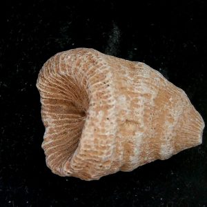 Morocco Devonian Age Rugose Horn Coral 1c | Fossils for Sale Genuine Devonian Age Rugose Horn Coral Fossils for Sale from Morocco #1c
