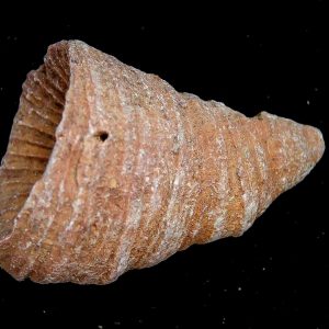 Morocco Devonian Age Rugose Horn Coral 2 | Fossils for Sale Genuine Devonian Age Rugose Horn Coral Fossils for Sale from Morocco #2