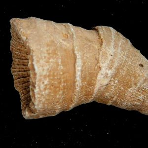 Morocco Devonian Age Rugose Horn Coral 20 | Fossils for Sale Genuine Devonian Age Rugose Horn Coral Fossils for Sale from Morocco #20