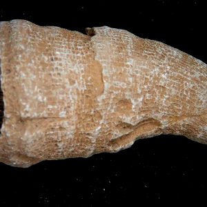 Morocco Devonian Age Rugose Horn Coral 21 | Fossils for Sale Genuine Devonian Age Rugose Horn Coral Fossils for Sale from Morocco #21