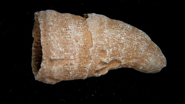 Morocco Devonian Age Rugose Horn Coral 21 | Fossils for Sale Genuine Devonian Age Rugose Horn Coral Fossils for Sale from Morocco #21
