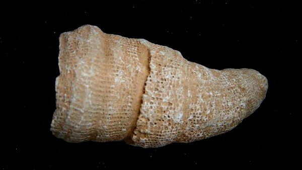 Morocco Devonian Age Rugose Horn Coral 21a | Fossils for Sale Genuine Devonian Age Rugose Horn Coral Fossils for Sale from Morocco #21a