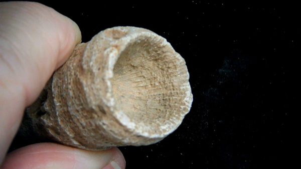 Morocco Devonian Age Rugose Horn Coral 21b | Fossils for Sale Genuine Devonian Age Rugose Horn Coral Fossils for Sale from Morocco #21b