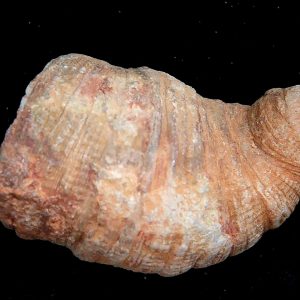 Morocco Devonian Age Rugose Horn Coral 22 | Fossils for Sale Genuine Devonian Age Rugose Horn Coral Fossils for Sale from Morocco #22