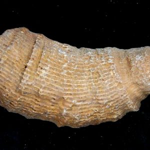 Morocco Devonian Age Rugose Horn Coral 23 | Fossils for Sale Genuine Devonian Age Rugose Horn Coral Fossils for Sale from Morocco #23