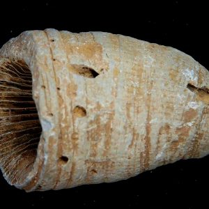 Morocco Devonian Age Rugose Horn Coral 24 | Fossils for Sale Genuine Devonian Age Rugose Horn Coral Fossils for Sale from Morocco #24