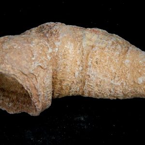 Morocco Devonian Age Rugose Horn Coral 25 | Fossils for Sale Genuine Devonian Age Rugose Horn Coral Fossils for Sale from Morocco #25