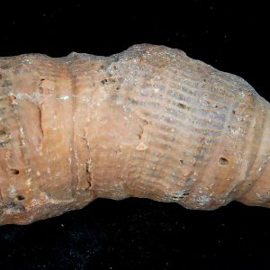 Morocco Devonian Age Rugose Horn Coral 26 | Fossils for Sale Genuine Devonian Age Rugose Horn Coral Fossils for Sale from Morocco #26