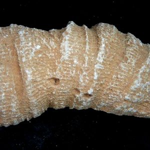 Morocco Devonian Age Rugose Horn Coral 27 | Fossils for Sale Genuine Devonian Age Rugose Horn Coral Fossils for Sale from Morocco #27