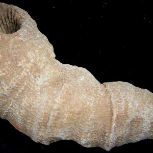 Morocco Devonian Age Rugose Horn Coral 28 | Fossils for Sale Genuine Devonian Age Rugose Horn Coral Fossils for Sale from Morocco #28