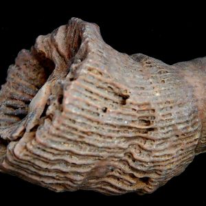Morocco Devonian Age Rugose Horn Coral 4 | Fossils for Sale Genuine Devonian Age Rugose Horn Coral Fossils for Sale from Morocco #4