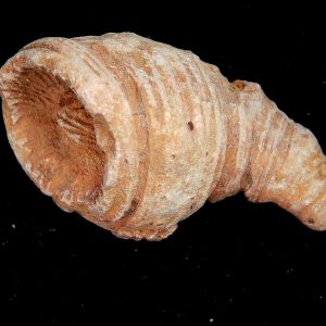 Morocco Devonian Age Rugose Horn Coral 6 | Fossils for Sale Genuine Devonian Age Rugose Horn Coral Fossils for Sale from Morocco #6