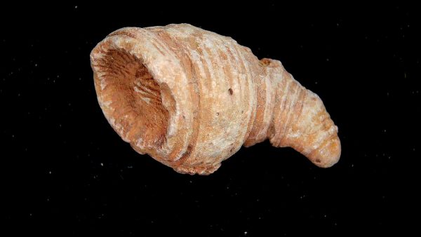 Morocco Devonian Age Rugose Horn Coral 6 | Fossils for Sale Genuine Devonian Age Rugose Horn Coral Fossils for Sale from Morocco #6