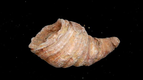 Morocco Devonian Age Rugose Horn Coral 6a | Fossils for Sale Genuine Devonian Age Rugose Horn Coral Fossils for Sale from Morocco #6a