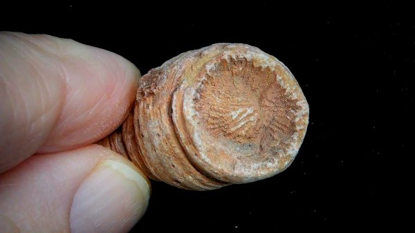 Morocco Devonian Age Rugose Horn Coral 6b | Fossils for Sale Genuine Devonian Age Rugose Horn Coral Fossils for Sale from Morocco #6b