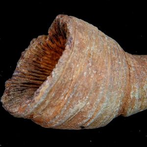 Morocco Devonian Age Rugose Horn Coral 7 | Fossils for Sale Genuine Devonian Age Rugose Horn Coral Fossils for Sale from Morocco #7