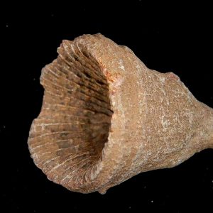 Morocco Devonian Age Rugose Horn Coral 8 | Fossils for Sale Genuine Devonian Age Rugose Horn Coral Fossils for Sale from Morocco #8