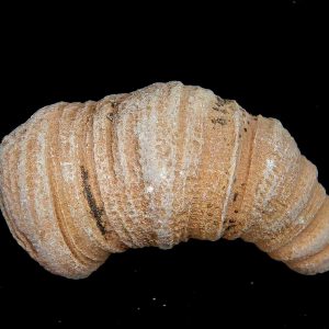 Morocco Devonian Age Rugose Horn Coral 9 | Fossils for Sale Genuine Devonian Age Rugose Horn Coral Fossils for Sale from Morocco #9