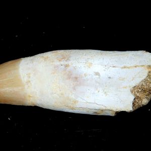 Genuine Eocene Age Dyrosaurus Crocodile Tooth Fossils for Sale from Morocco #12