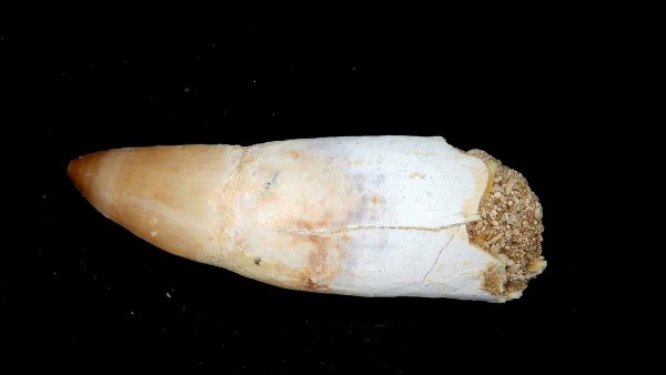 Morocco Eocene Age Dyrosaurus Crocodile Tooth 12a | Fossils for Sale Genuine Eocene Age Dyrosaurus Crocodile Tooth Fossils for Sale from Morocco #12a