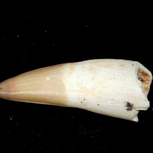 Genuine Eocene Age Dyrosaurus Crocodile Tooth Fossils for Sale from Morocco #13