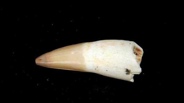 Morocco Eocene Age Dyrosaurus Crocodile Tooth 13 | Fossils for Sale Genuine Eocene Age Dyrosaurus Crocodile Tooth Fossils for Sale from Morocco #13