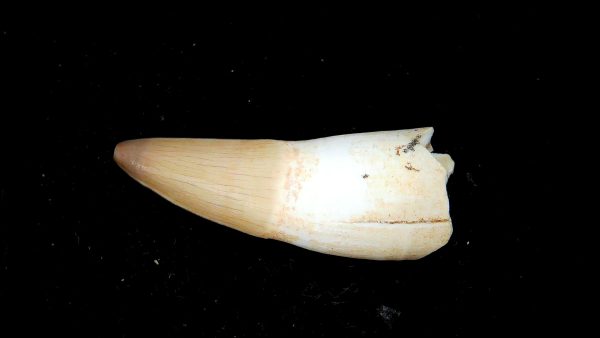 Morocco Eocene Age Dyrosaurus Crocodile Tooth 13a | Fossils for Sale Genuine Eocene Age Dyrosaurus Crocodile Tooth Fossils for Sale from Morocco #13a