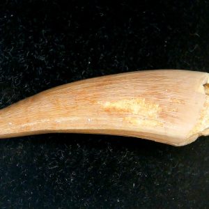 Genuine Eocene Age Dyrosaurus Crocodile Tooth Fossils for Sale from Morocco #14