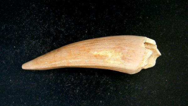 Morocco Eocene Age Dyrosaurus Crocodile Tooth 14 | Fossils for Sale Genuine Eocene Age Dyrosaurus Crocodile Tooth Fossils for Sale from Morocco #14