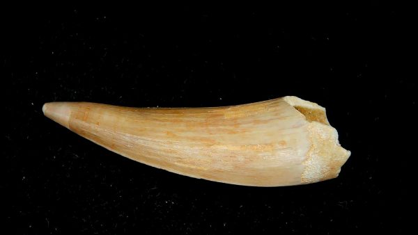Morocco Eocene Age Dyrosaurus Crocodile Tooth 14a | Fossils for Sale Genuine Eocene Age Dyrosaurus Crocodile Tooth Fossils for Sale from Morocco #14a