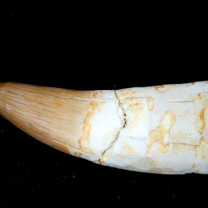 Genuine Eocene Age Dyrosaurus Crocodile Tooth Fossils for Sale from Morocco #15