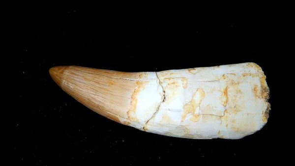 Morocco Eocene Age Dyrosaurus Crocodile Tooth 15 | Fossils for Sale Genuine Eocene Age Dyrosaurus Crocodile Tooth Fossils for Sale from Morocco #15