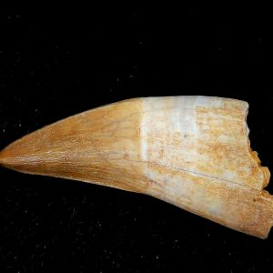 Genuine Eocene Age Dyrosaurus Crocodile Tooth Fossils for Sale from Morocco #16