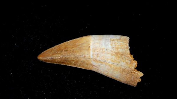 Morocco Eocene Age Dyrosaurus Crocodile Tooth 16 | Fossils for Sale Genuine Eocene Age Dyrosaurus Crocodile Tooth Fossils for Sale from Morocco #16