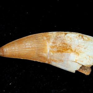 Genuine Eocene Age Dyrosaurus Crocodile Tooth Fossils for Sale from Morocco #17