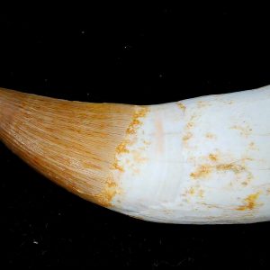 Genuine Eocene Age Dyrosaurus Crocodile Tooth Fossils for Sale from Morocco #18