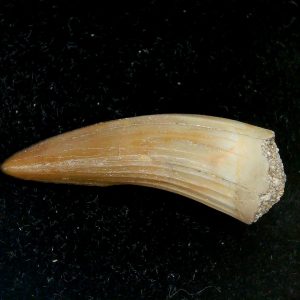Genuine Eocene Age Dyrosaurus Crocodile Tooth Fossils for Sale from Morocco #19