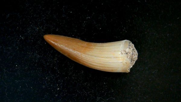 Morocco Eocene Age Dyrosaurus Crocodile Tooth 19a | Fossils for Sale Genuine Eocene Age Dyrosaurus Crocodile Tooth Fossils for Sale from Morocco #19a