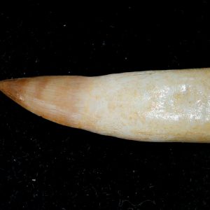 Genuine Eocene Age Dyrosaurus Crocodile Tooth Fossils for Sale from Morocco #20