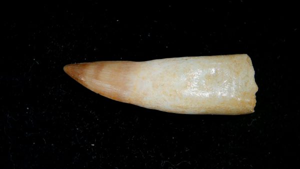 Morocco Eocene Age Dyrosaurus Crocodile Tooth 20 | Fossils for Sale Genuine Eocene Age Dyrosaurus Crocodile Tooth Fossils for Sale from Morocco #20