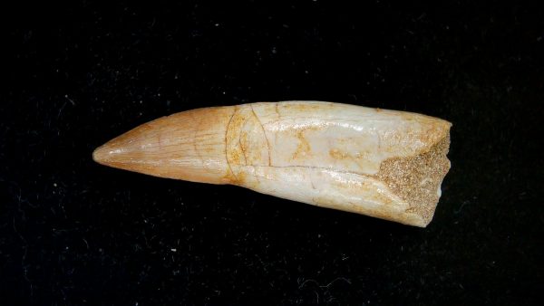 Morocco Eocene Age Dyrosaurus Crocodile Tooth 20a | Fossils for Sale Genuine Eocene Age Dyrosaurus Crocodile Tooth Fossils for Sale from Morocco #20a
