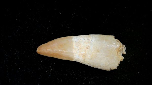 Morocco Eocene Age Dyrosaurus Crocodile Tooth 21 | Fossils for Sale Genuine Eocene Age Dyrosaurus Crocodile Tooth Fossils for Sale from Morocco #21