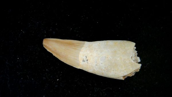 Morocco Eocene Age Dyrosaurus Crocodile Tooth 21a | Fossils for Sale Genuine Eocene Age Dyrosaurus Crocodile Tooth Fossils for Sale from Morocco #21a